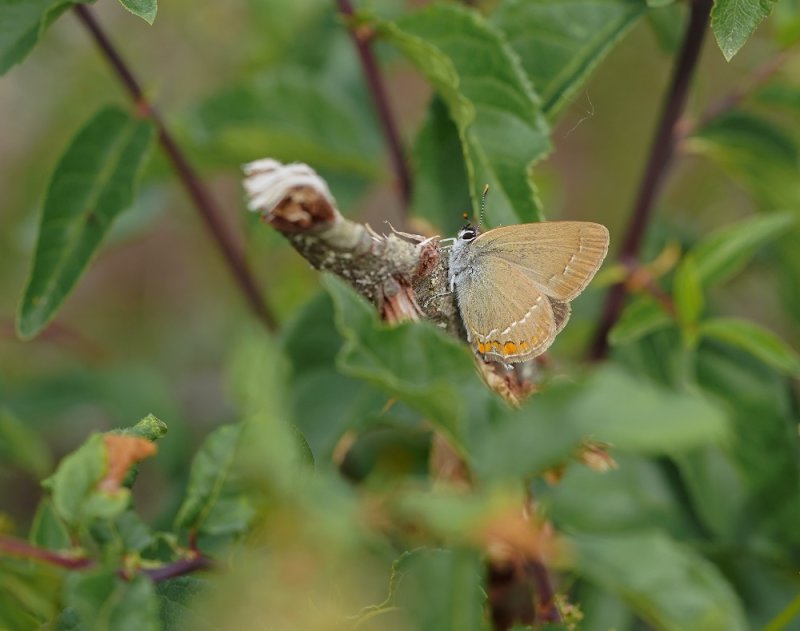 Kleine Sleedoornpage / Sloe Hairstreak