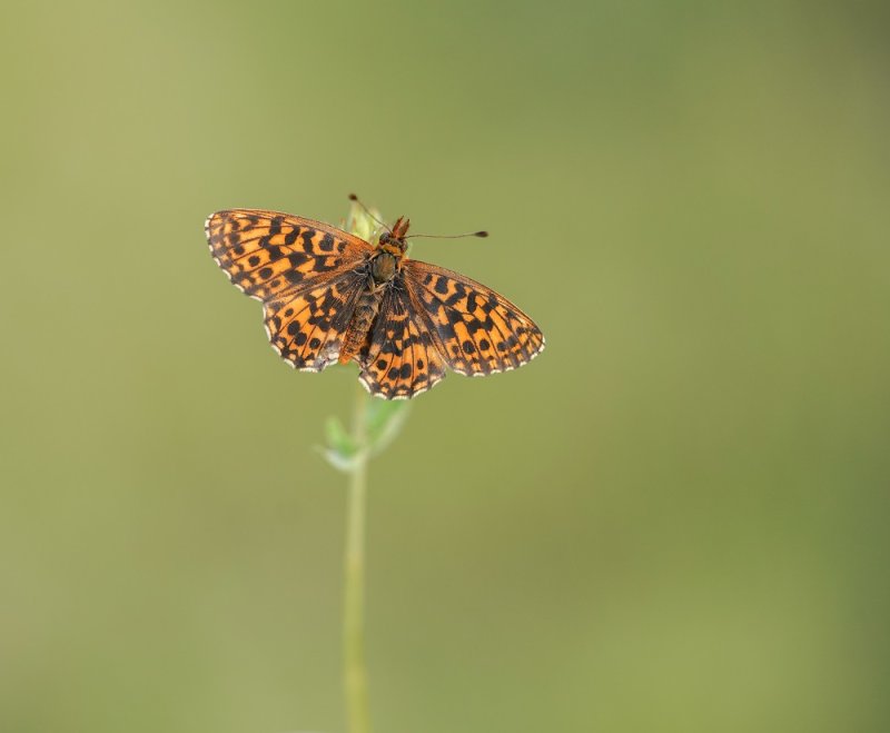 Paarse Parelmoervlinder / Violet Fritillary