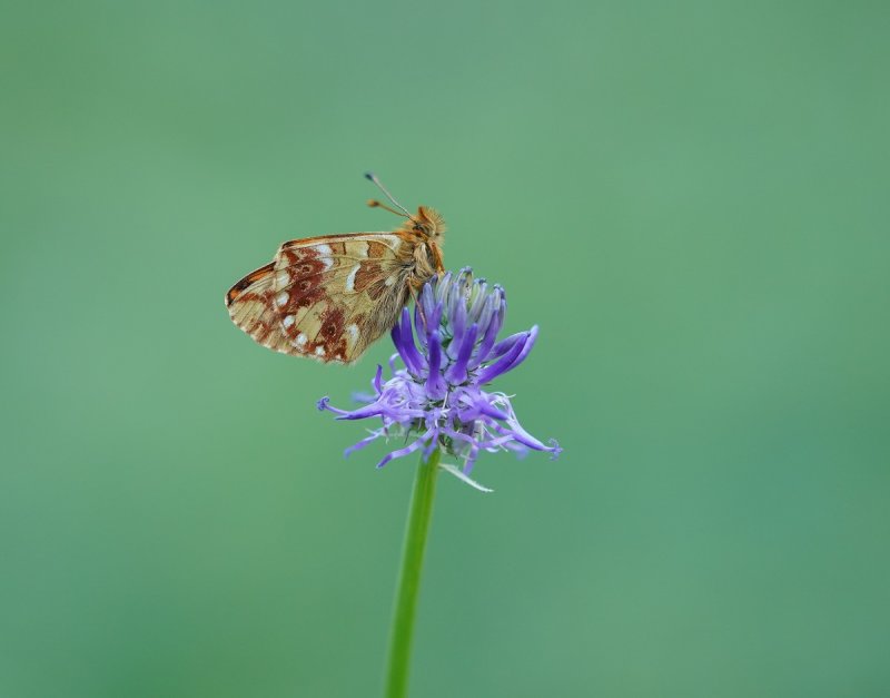 Bergparelmoervlinder / Mountain Fritillary