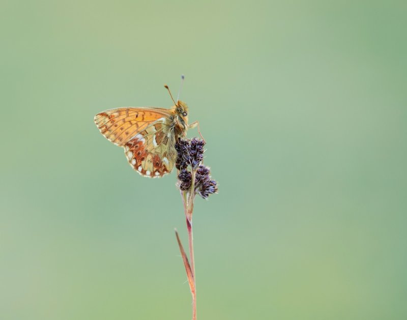 Bergparelmoervlinder / Mountain Fritillary