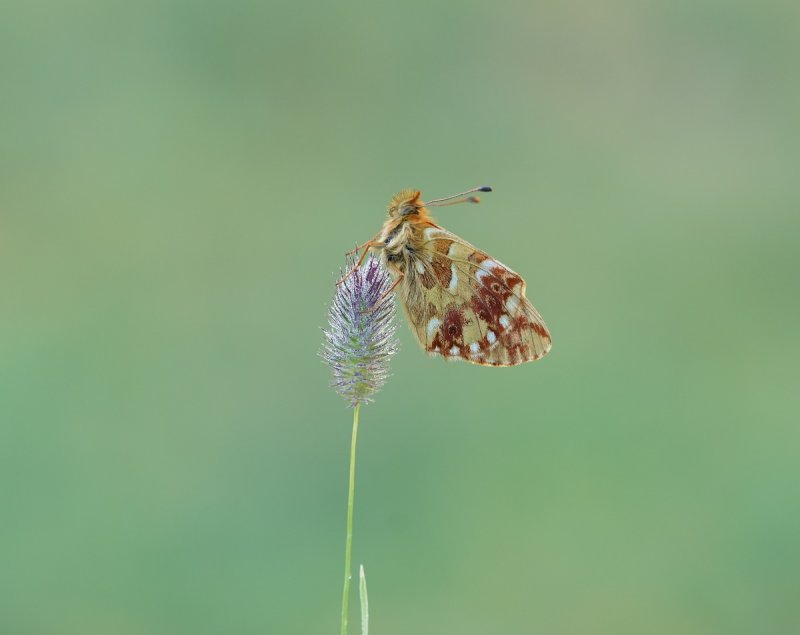 Bergparelmoervlinder / Mountain Fritillary