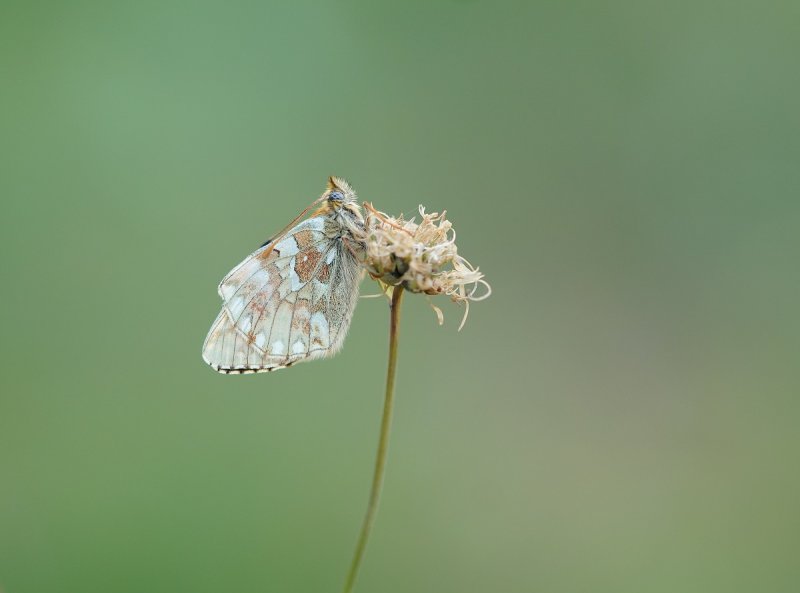 Bergparelmoervlinder / Mountain Fritillary