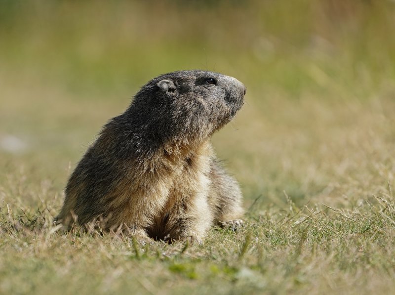 Alpenmarmot / Alpine Marmot