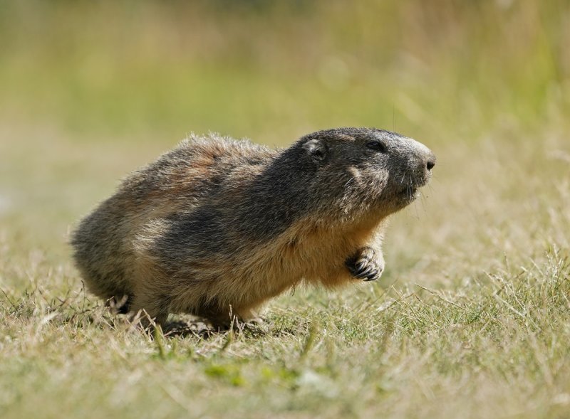 Alpenmarmot / Alpine Marmot