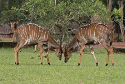 Njala / Nyala