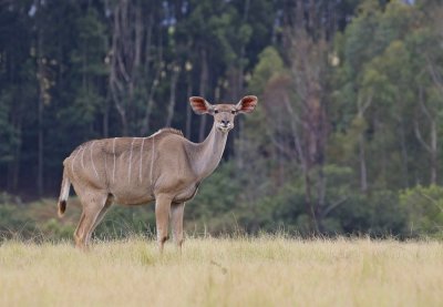 Koedoe / Greater Kudu