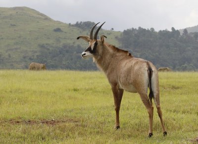 Bastergemsbok / Roan Antelope