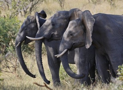 Afrika Olifant / African Elephant