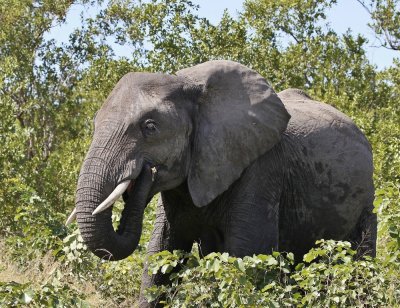 Afrika Olifant / African Elephant
