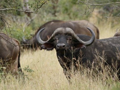 Buffel / African Buffalo