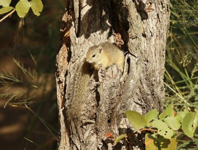 Boomeekhoring / Tree Squirrel