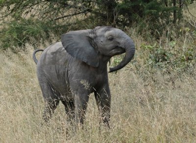 Afrika Olifant / African Elephant
