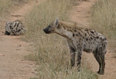 Gevlekte Hiëna / Spotted Hyena