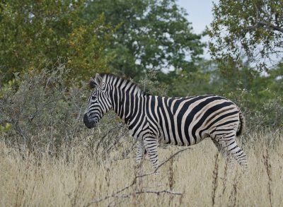Sebra / Common Zebra