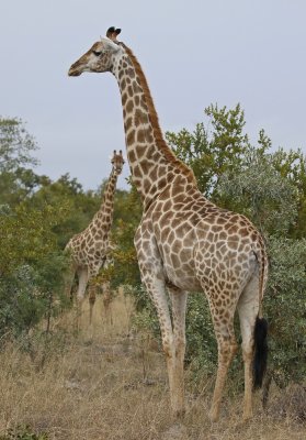 Kameelperd / Giraffe