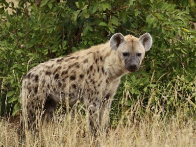 Gevlekte Hiëna / Spotted Hyena