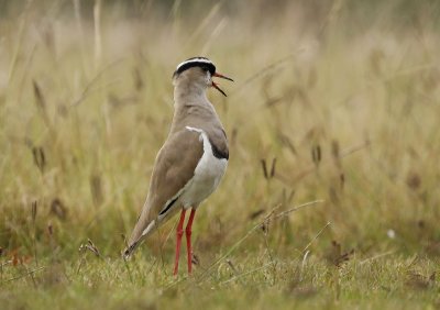 Kroonkiewiet / Crowned Lapwing