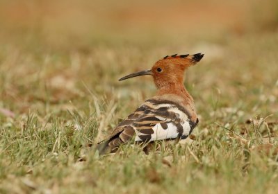 Hoephoep / African Hoopoe