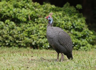 Gewone Tarentaal / Helmeted Guineafowl