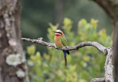 Rooikeelbyvreter / White-fronted Bee-eater