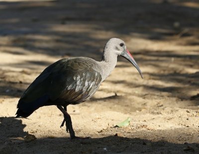 Hadeda / Hadada Ibis