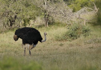 Volstruis / Common Ostrich