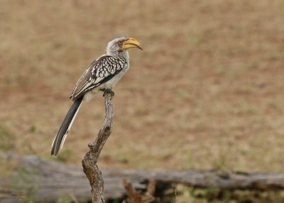 Geelbekneushoringvoël / Southern Yellow-billed Hornbill