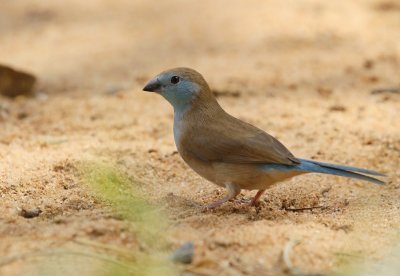 Gewone Blousysie / Blue Waxbill