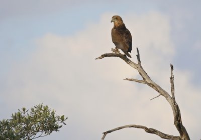Berghaan / Bateleur