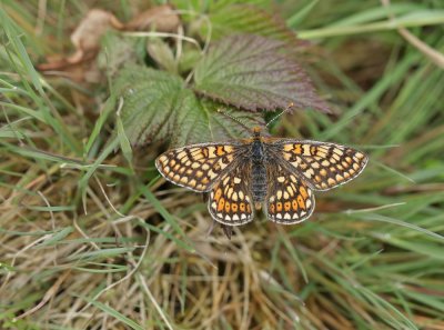 Moerasparelmoervlinder / Marsh Fritillary