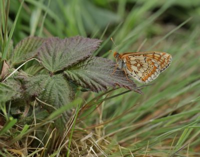 Moerasparelmoervlinder / Marsh Fritillary