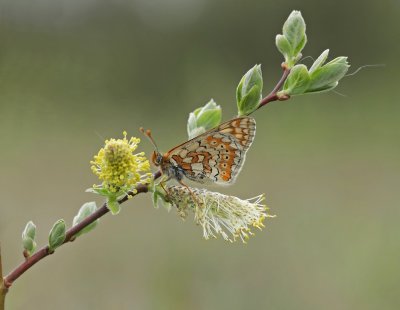 Moerasparelmoervlinder / Marsh Fritillary