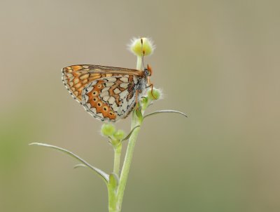 Moerasparelmoervlinder / Marsh Fritillary