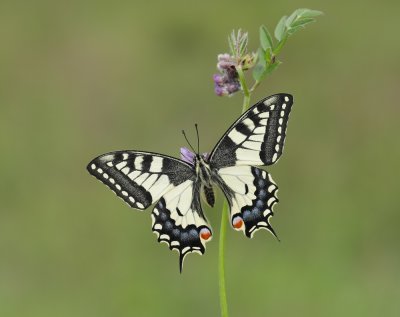 Koninginnenpage / Common Yellow Swallowtail