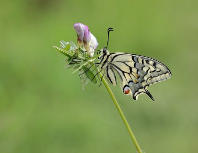 Koninginnenpage / Common Yellow Swallowtail