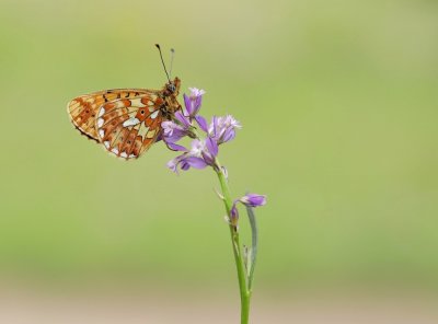 Zilvervlek / Pearl-bordered Fritillary