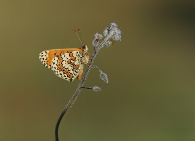 Veldparelmoervlinder / Glanville Fritillary