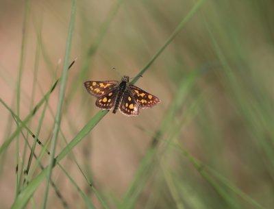 Bont Dikkopje / Chequered Skipper