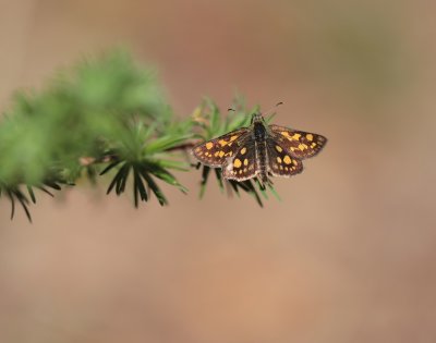 Bont Dikkopje / Chequered Skipper