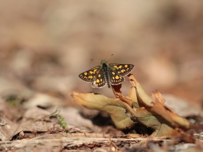 Bont Dikkopje / Chequered Skipper