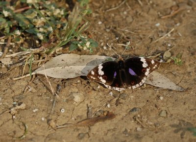 Blou Gesiggie / Blue Pansy