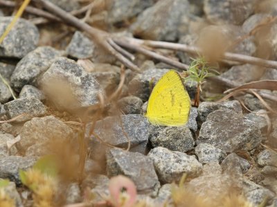 Grasveldgeletjie / Broad-bordered Grass Yellow