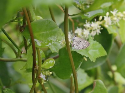 Duwweltjie-bloutjie / Sooty Blue