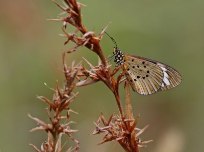 Witstreep-rootjie / White-barred Acraea