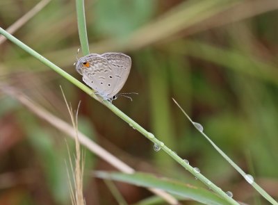 Eenkol Dowwebloutjie / Barker's Smoky Blue
