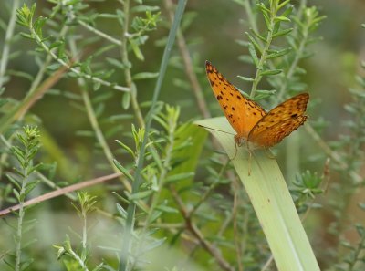 Populierluiperd / Common Leopard
