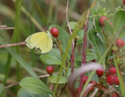 Laeveldgeletjie / Common Grass Yellow