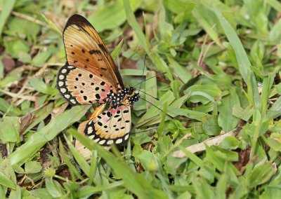 Mosaiek-rooitjie / Natal Acraea