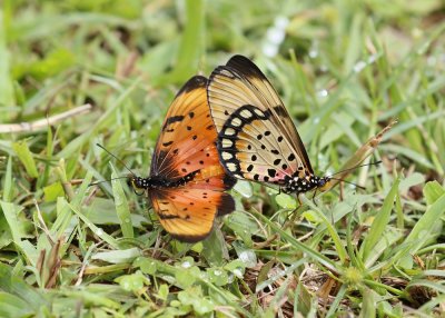 Mosaiek-rooitjie / Natal Acraea