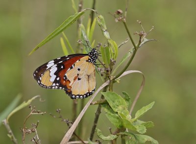 Melkbosskoenlapper / African Monarch